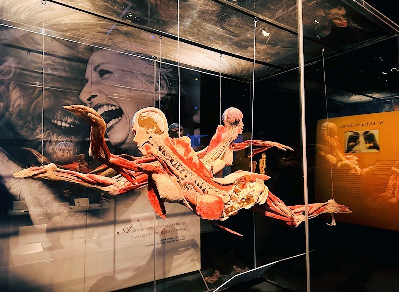 Wycieczka na wystawę Body Worlds - Circle of Life